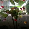 fishytankzi
