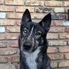 khaos_has_zoomies_