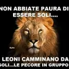 lucatortora0