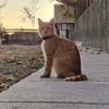 catmeow20220