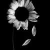 he_yat_1
