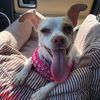 fourdogs_onehome