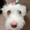 lilicutesie