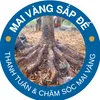 Mai Vàng Sắp Đế