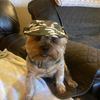 dolce.the.yorky
