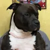 dastydasty6