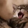 mleko2001