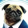 mr.pug40