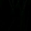 shahodaa.ahmad