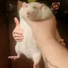 hhihihihiiii