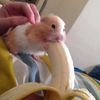 wildanrst__
