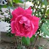 shafqatmuneer3