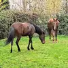 nicolegiuliaturoli