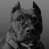vvvpitbullvvv