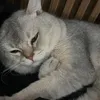 thidaodoan