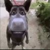 gajela_man31