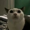 minecraft.pig.official0
