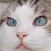 madamlasri