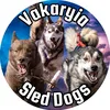 vakaryiasleddogs