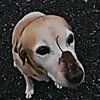 tricksya_