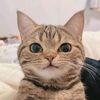 tanpq_nama
