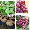 Bibit Tanaman Murah