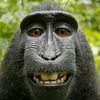 themonkey7282