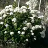 valzaberisha.1