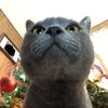kitcat.tiktok