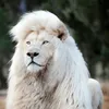 luaniibardh0