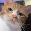 onlywithmeow