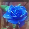 princessprinces132