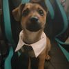 dogs4lyfer