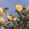 sommerqueen_