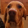 fazfarra