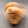 hanifungus