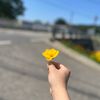 hykorea