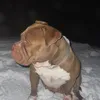 mtgordo