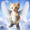 luay617