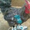 rooster539