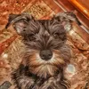 eren_dog