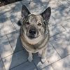 roxythegiberianshepsky