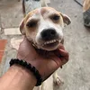 el_magnipiko