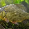 sherbichlox