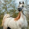 khalidalotaibe1