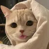 ferris_szef
