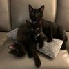 threeblackcatspa
