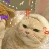 vtr_zinny