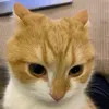 fin3sh1yt