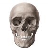 skull_360